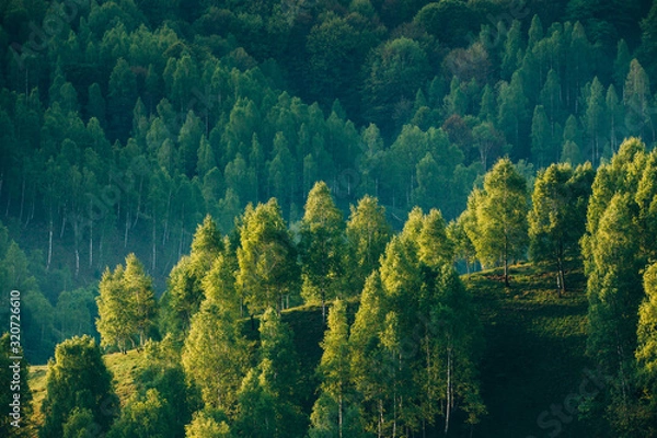 Obraz Sunrays over a green forest in summer.