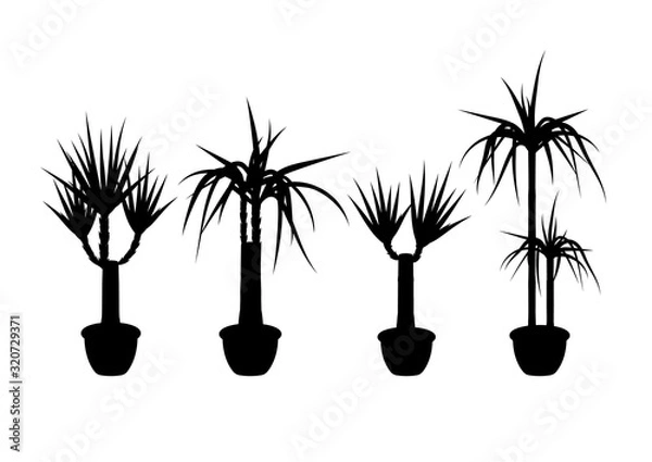 Obraz Collection silhouette yucca in pot. Element of home or office decor. Vector illustration isolated on white background