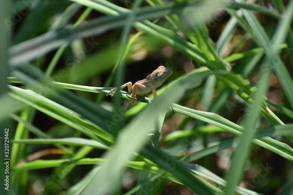 Obraz lizard on leaf