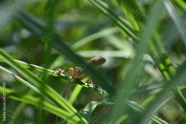 Obraz lizard on leaf