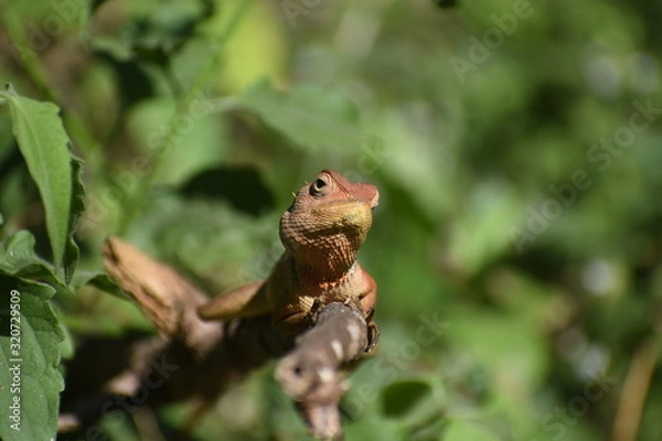Obraz lizard on tree