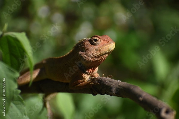Obraz lizard on tree