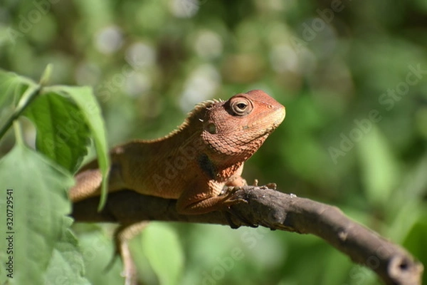 Obraz lizard on tree