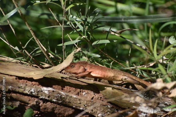 Obraz lizard on tree