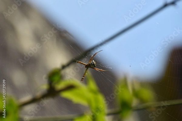 Obraz Spider in its net