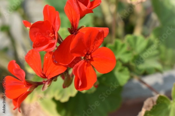 Obraz red flower in garden