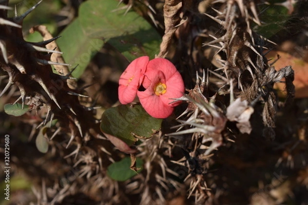 Obraz red flowers in garden