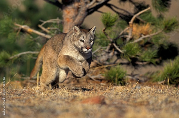 Obraz PUMA puma concolor