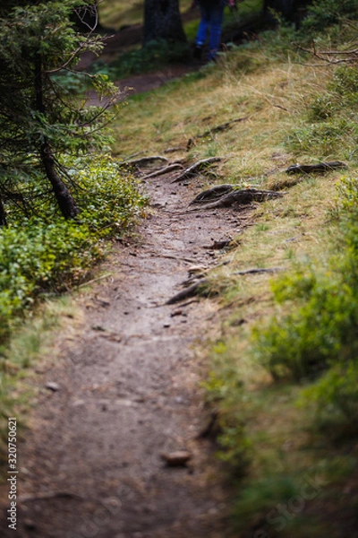 Fototapeta A dirt trail with roots in a wild forest in the Rhodope mountains in Bulgaria. Brown mountain trail through spruce forest
