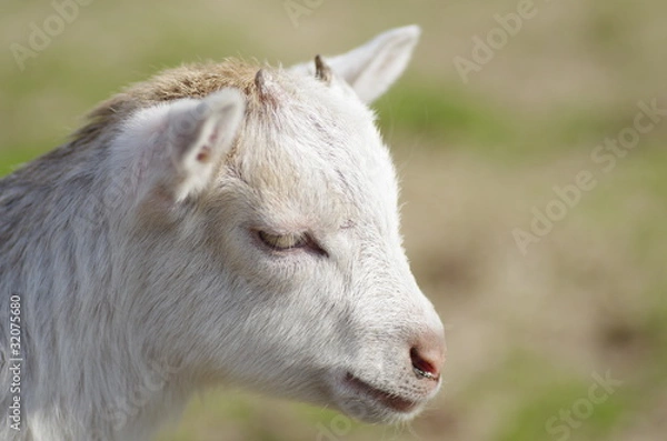 Fototapeta 山羊の赤ちゃん