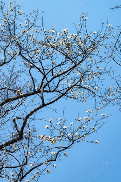 Fototapeta 満開のコブシの花と青空