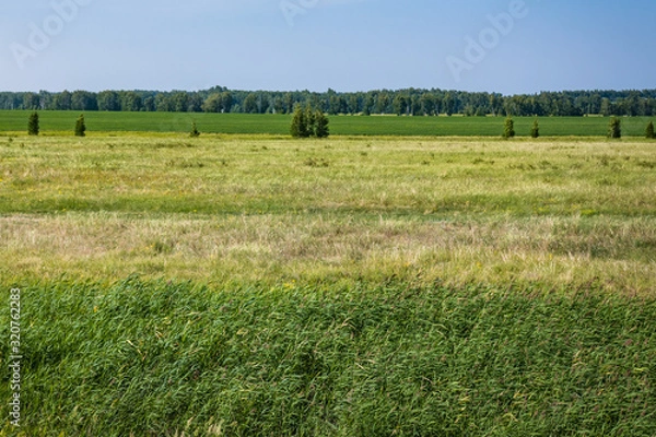 Obraz summer landscape forest and field