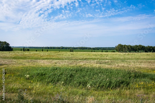 Obraz summer landscape forest and field