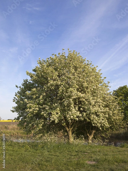 Obraz whitebeam tree