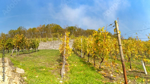Obraz Weinberg im Herbst