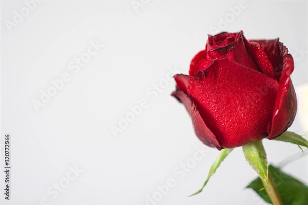 Fototapeta red rose on white background