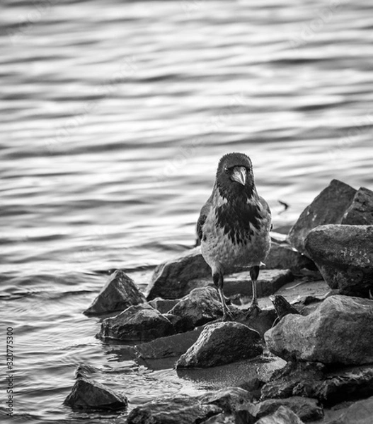 Obraz Crow standing on the rocks beside the river