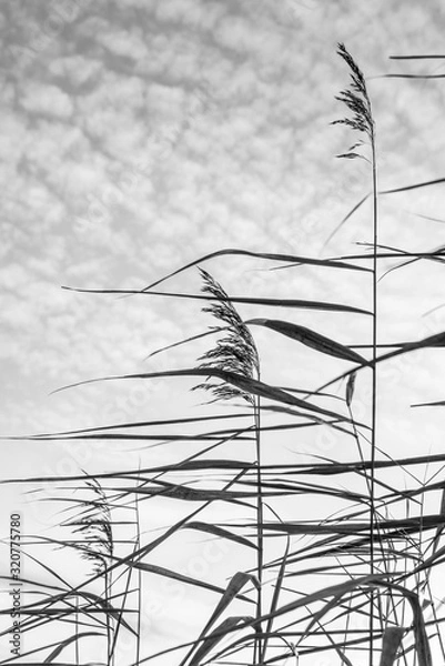Obraz Stalks of river reeds on the cloudy day 