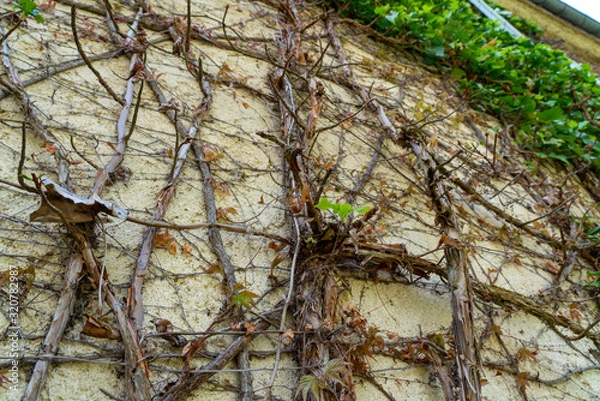 Obraz Mur et racines