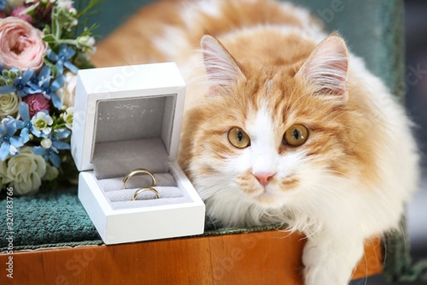 Fototapeta kitten with wedding ring. White and ginger cat .