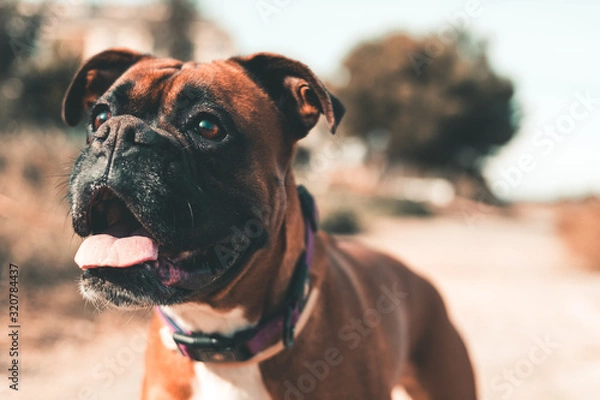 Fototapeta close-up of a boxer dog paying attention to what is in front of him with the background out of focus
