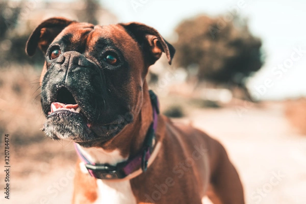Fototapeta close-up of a boxer dog paying attention to what is in front of him with the background out of focus