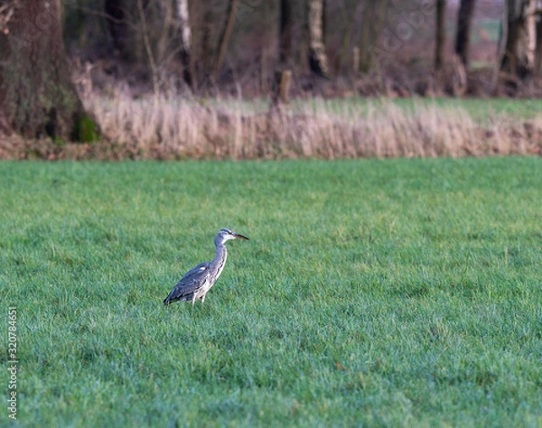 Fototapeta Ein Kanadareiher auf einer Wiese in Hamburg