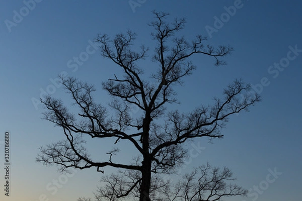 Fototapeta ブルアワーと南京櫨の裸木