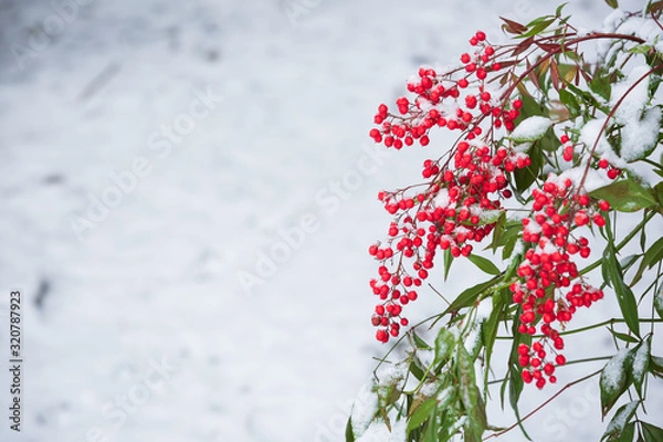 Obraz 南天の果実