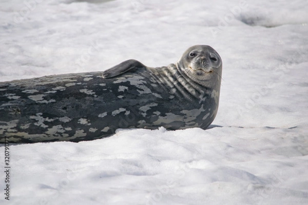 Obraz Dangerous leopard seal on ice floe in Antarctica.