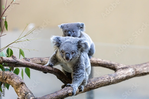 Obraz コアラの赤ちゃん