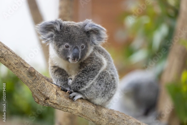 Fototapeta コアラの赤ちゃん