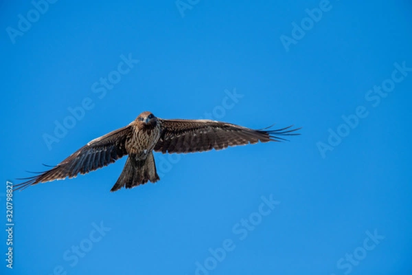 Fototapeta 曽根干潟を飛ぶトビ