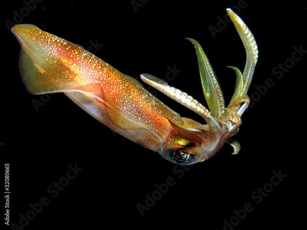 Obraz Squid