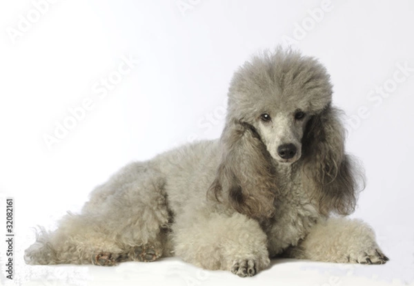 Obraz caniche gris alangui