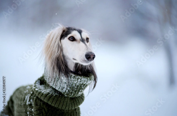 Fototapeta Dog, saluki breed in a sweater, Persian greyhound, closeup portrait, in a snowy winter, in the background a forest strewn with snow