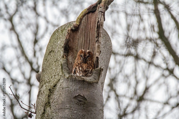 Obraz owl in tree