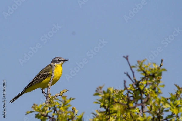 Obraz yellow bird on tree