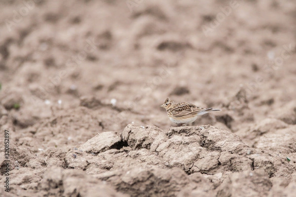 Fototapeta Hide and Seek bird