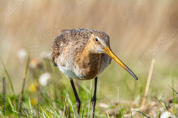 Obraz Nature conservation bird