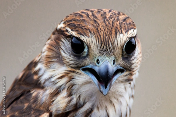 Obraz Raptor close-up