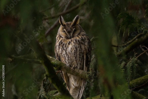 Obraz forest owl
