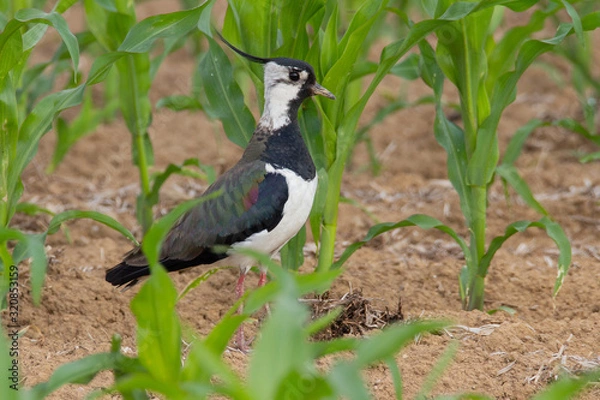 Obraz Lapwing nature conservation