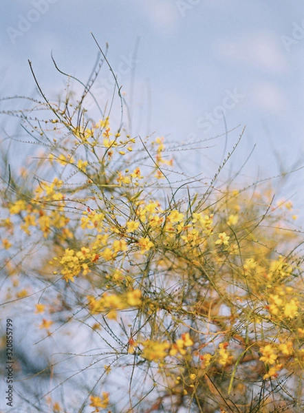 Fototapeta Desert Plants