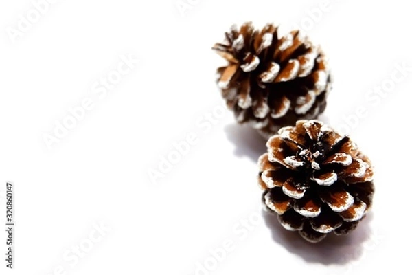 Obraz pine cone isolated on white background