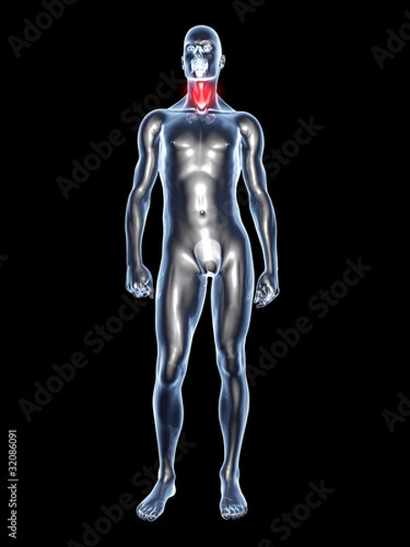 Fototapeta Halsschmerz - Anatomie