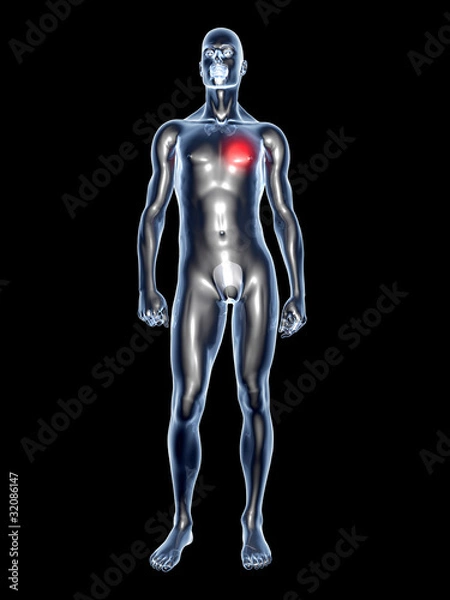 Fototapeta Herzerkrankung - Anatomie