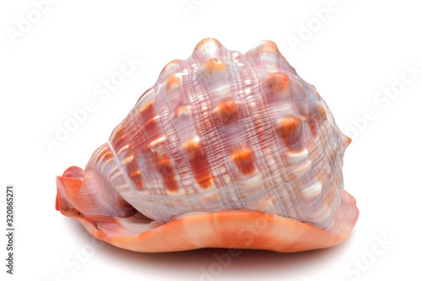 Obraz Large clam shell of red-brown color, side view on an isolated background.