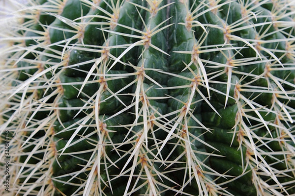 Fototapeta Echinocactus grusonii (2019)