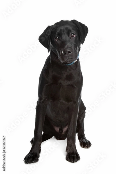 Obraz Labrador retriever